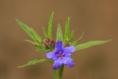 Blue gromwell Buglossoides purpurocaerulea krlatnomodro ptije seme_MG_0734-11.jpg