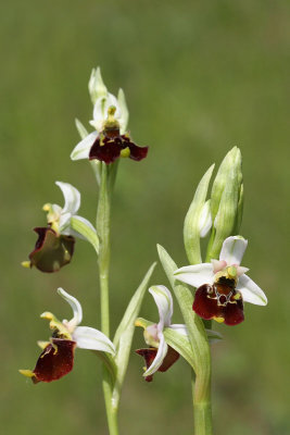 Late spider-orchid Ophrys holoserica mrjeliko maje uho_MG_1961-11.jpg