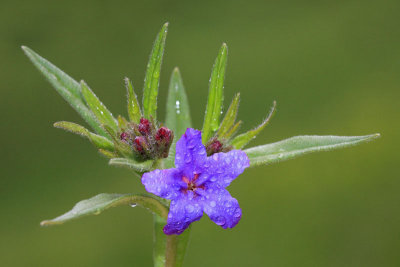 Blue gromwell Buglossoides purpurocaerulea krlatnomodro ptije seme_MG_0736-11.jpg