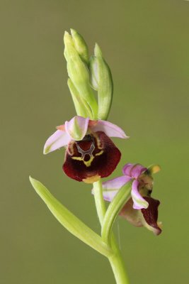 Late spider-orchid Ophrys holoserica mrjeliko maje uho_MG_0092-11.jpg