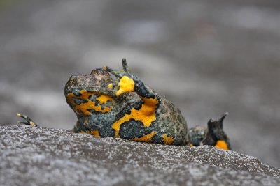 Yellow-bellied toad Bombina variegata hribski urh_MG_1575-11.jpg