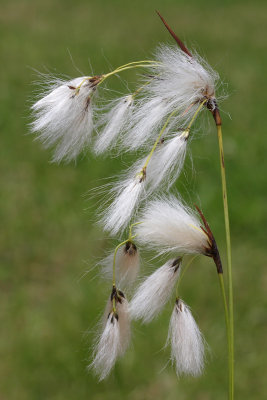 Broad-leaved cottongrass Eriophorum latifolium irokolistni munec_MG_05941-11.jpg