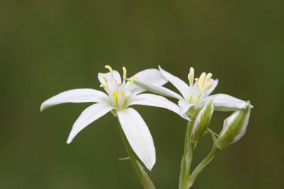 Grass lily Ornithogalum umbellatum kobulasto ptičje mleko_MG_0137-11.jpg