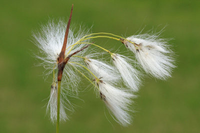 cottongrass_eriophorum_munec