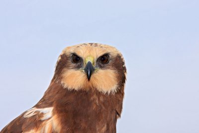 Eurasian marsh harrier Circus aeruginosus rjavi lunj_MG_0876-11.jpg