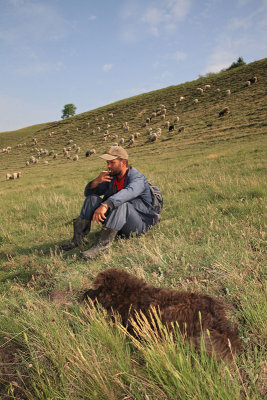 Herdsman with dog and cattle pastir z psom in ivino_MG_0110-11.jpg