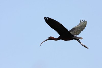 Glossy ibis Plegadis falcinellus plevica_MG_0249-11.jpg