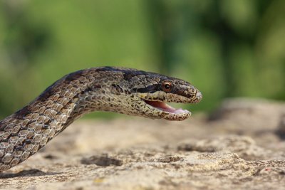 Smooth snake Coronella austriaca smokulja__MG_1892-11.jpg