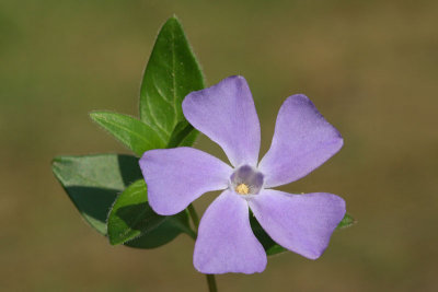 Lesser periwinkle Vinca minor zimzelen_MG_2461-11.jpg