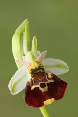 Late spider-orchid Ophrys holoserica čmrjeliko mačje uho_MG_0127-11.jpg