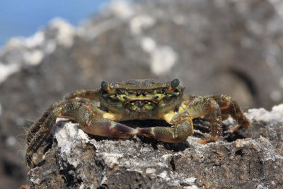 Green crab Carcinus mediterraneus obrena rakovica_MG_3402-11.jpg