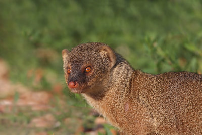 Indian mongoose Herpestes auropunctatus mungo_MG_2958-11.jpg