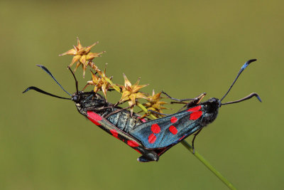 Six-spot burnet moth Zygaena filipendulae osladov ovni_MG_0709-11.jpg