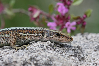 Horvath's rock lizard Iberolacerta (Lacerta) horvathi horvatova ku¹èarica_MG_1766-11.jpg