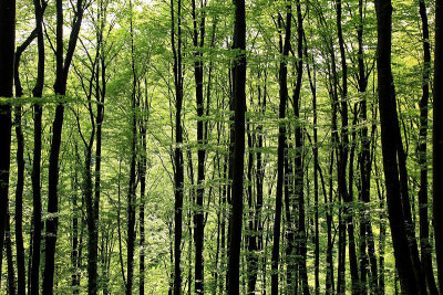 Beech forest bukov gozd_MG_9647-11.jpg