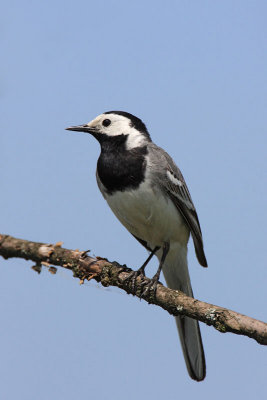 White wagtail Motacilla alba bela pastirica_MG_2580-11.jpg