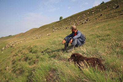 Herdsman with dog and cattle pastir z psom in ivino_MG_0109-11.jpg