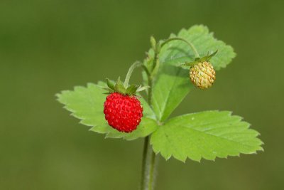 strawberry_jagoda