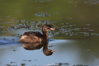 Little grebe Tachybaptus ruficollis mali ponirek_MG_4606-11.jpg