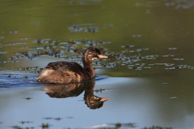 Little grebe Tachybaptus ruficollis mali ponirek_MG_4606-11.jpg