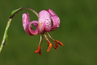 Turk's cap lily Lilium martagon turka lilija_MG_0991-11.jpg