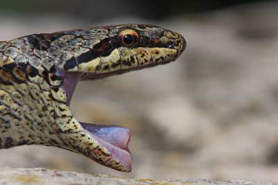 Smooth snake Coronella austriaca smokulja_MG_1801-11.jpg