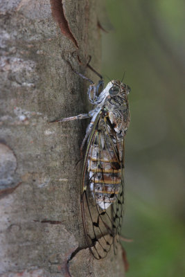 Cicada orni jesenov krat_MG_3311-11.jpg