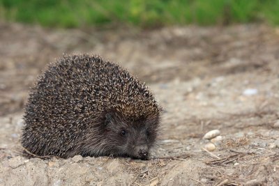 Northern white-breasted hedgehog Erinaceus roumanicus beloprsi je_MG_1455-11.jpg