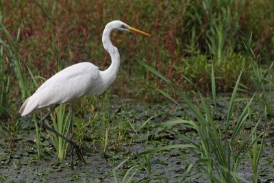 Great white egret Egretta alba velika bela aplja_MG_5001-11.jpg