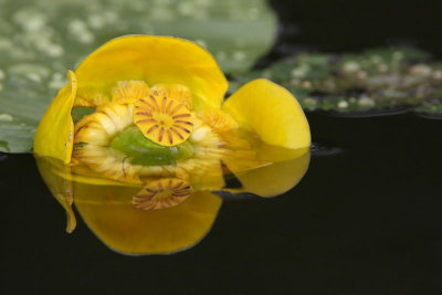 Yellow water lily Nuphar luteum blatnik_MG_1069-11.jpg