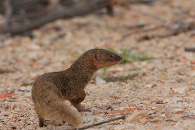 Indian mongoose Herpestes auropunctatus mungo_MG_3150-11.jpg