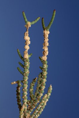 Halophyte from Sinai_MG_5154-11.jpg