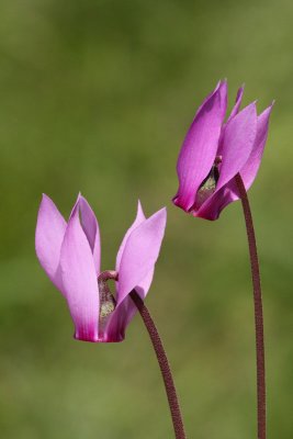 Cyclamen Cyclamen purpurascens ciklama_MG_5396-11.jpg