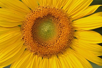 Sunflower Helianthus annuus sonnica_MG_5502-11.jpg
