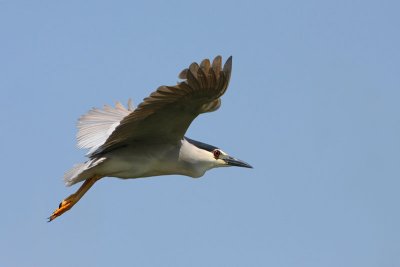 Black-crowned night heron Nycticorax nycticorax kvaka_MG_0122-11.jpg