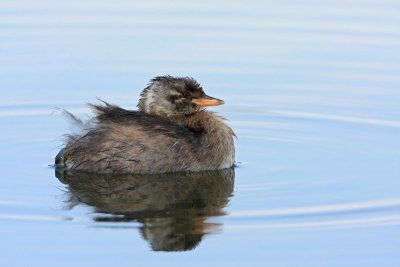 Little grebe Tachybaptus ruficollis mali ponirek_MG_5259-11.jpg