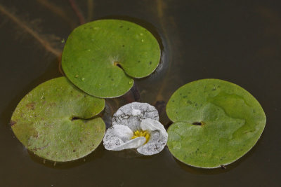 European frog-bit Hydrocharis morsus-ranae ľabji ąejek_MG_2236-11.jpg