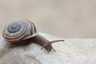 Snail pol_MG_3544-11.jpg