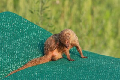 Indian mongoose on the rubbish dump Herpestes auropunctatus mungo na smetiu_MG_3147-11.jpg