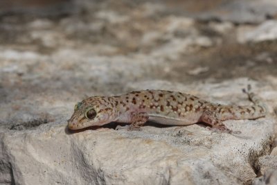 Turkish gecko Hemidactylus turcicus tur¹ki gekon_MG_3461-11.jpg