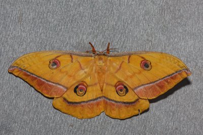  Japanese silk moth Antheraea yamamai japonski prelec_MG_5613-11.jpg