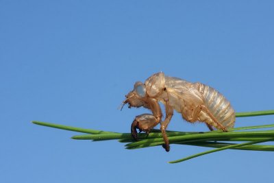 Slough of cicada lev krata_MG_3287-11.jpg