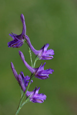 Winged larkspur Delphinium halteratum ostronik_MG_3565-11.jpg