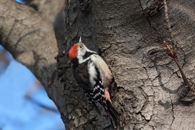 Middle spotted woodpecker Dendrocopus medius srednji detel_MG_4883-11.jpg