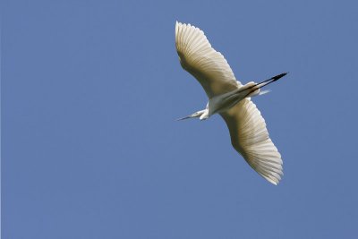 Great white egret Egretta alba velika bela čaplja_MG_0147-11.jpg