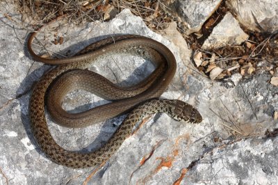 Balkan whip snake Hierophis gemonensis belica_MG_1960-11.jpg