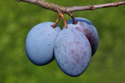 Plum Prunus domestica sliva_MG_5826-11.jpg