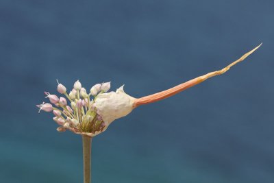 Garlic Allium sp. luk_MG_3627-11.jpg