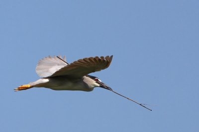 Black-crowned night heron Nycticorax nycticorax kvaka_MG_00671-11.jpg