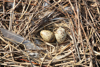 Nest of Common tern Sterna hirundo gnezdo navadne igre_MG_18091-11.jpg
